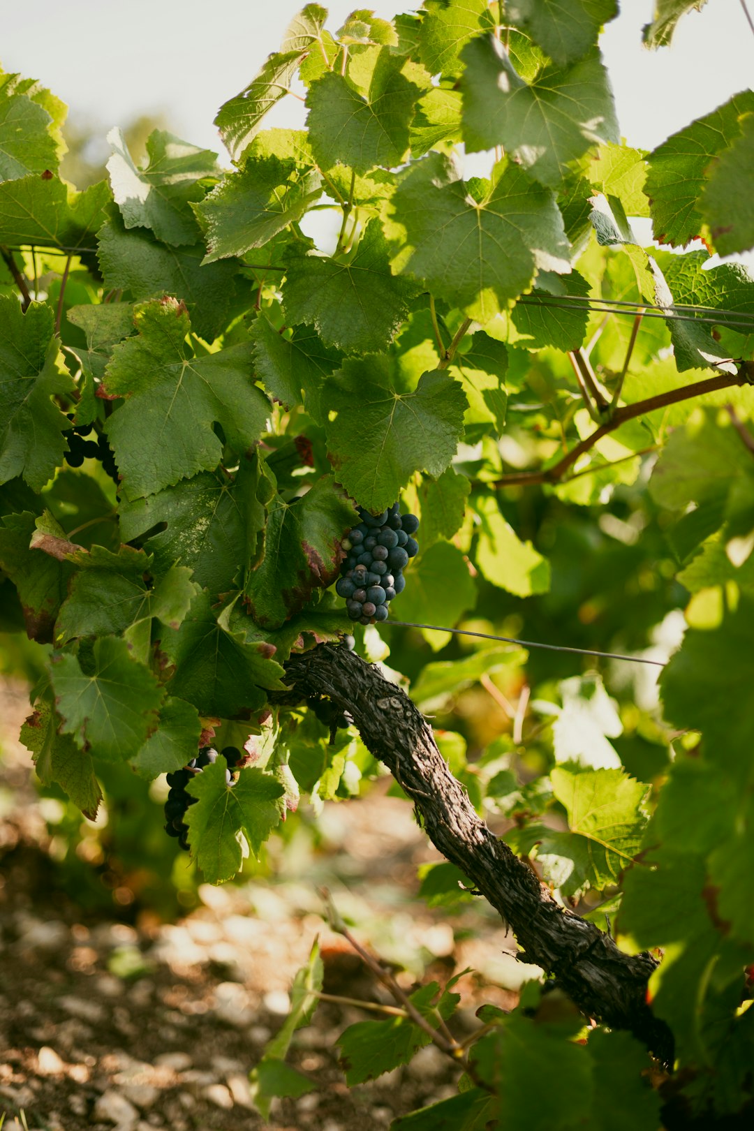 grapes-growing-on-a-vine-in-a-vineyard-hnf-jdpfrd0